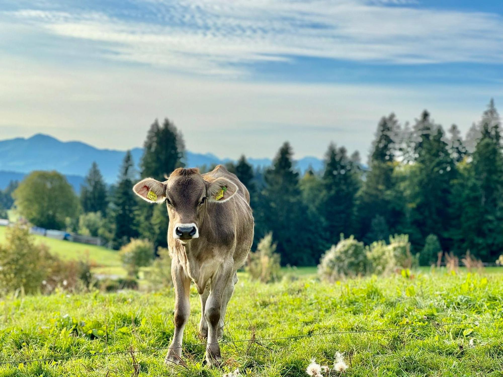 Apartmán Jj Living - Alpenblick Scheidegg Exteriér fotografie
