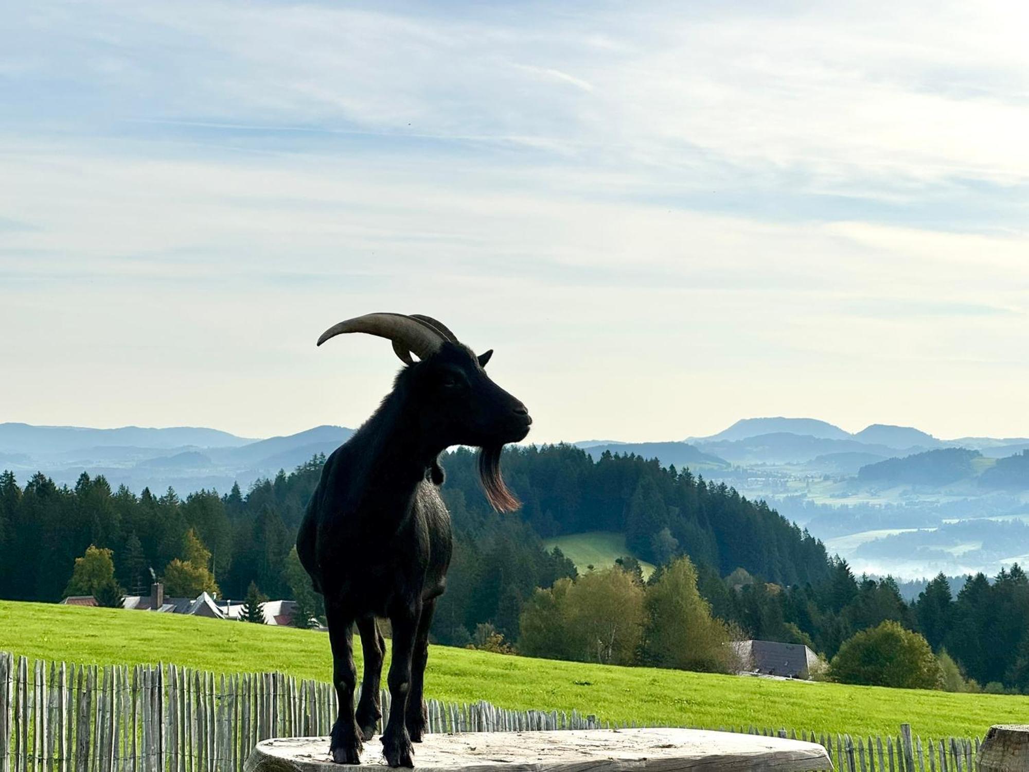 Apartmán Jj Living - Alpenblick Scheidegg Exteriér fotografie